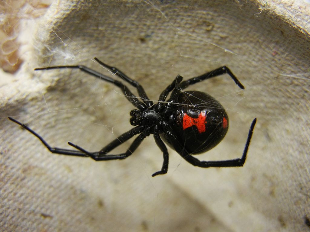 1024px-Adult_Female_Black_Widow.jpg